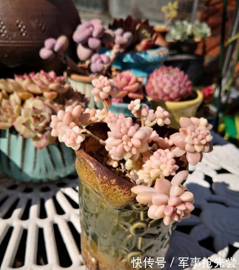秋冬|他养多肉10多年,总结出9个易出“高价老桩”的品种,适合新手