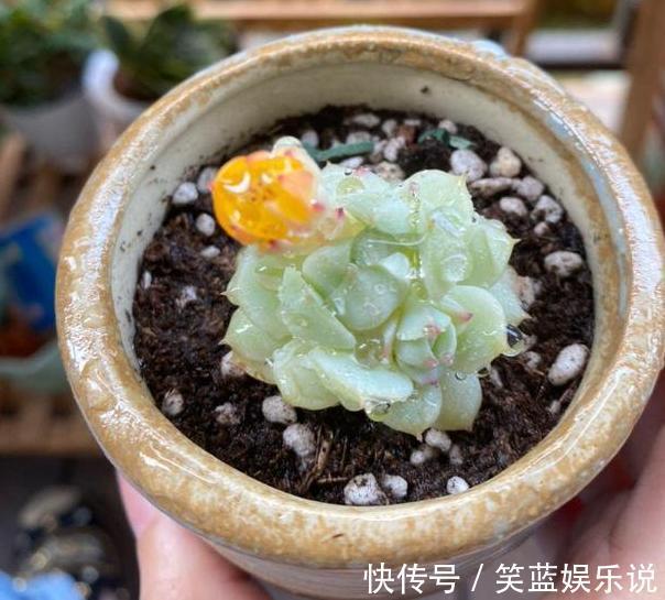 养多肉缺少腐殖土怎么办学会自制小技巧,轻松配出万能养花土