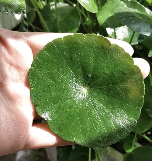 朋友养的铜钱草，长出叶子“手掌大”，他只用了2个小方法