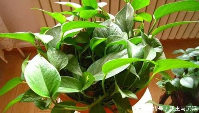 给绿萝来一片小药片,绿萝像吃了生长素,叶片光润颜值高!
