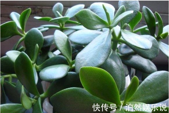 老花农|玉树不开花老花农教你这样养，叶片饱满圆润，绿油油的