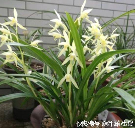 家里必养“4种花”,开花又大又艳,比牡丹美,比绿萝好养!