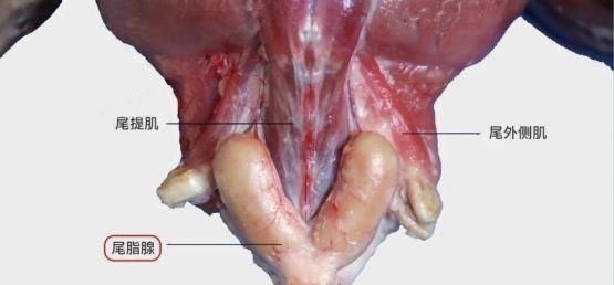 鸭子浑身是宝,但身上有1部位千万别吃!有些人却视为最爱