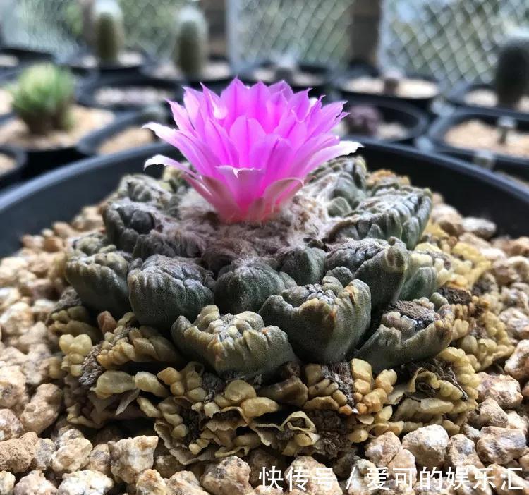 公布五款最贵的多肉名单,大多数人都养不起,最贵一种价值百万