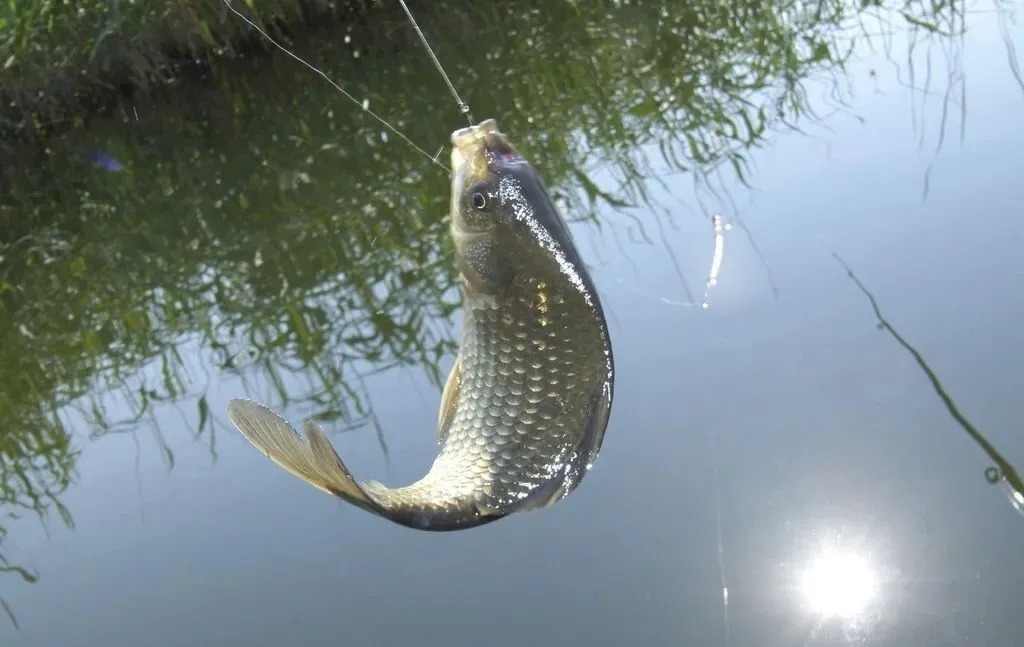 冬天|冬天用10米的长竿钓鲫鱼,如果这4个关键因素不做好,鱼获多不了