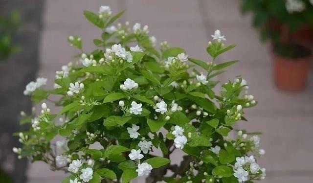 茎干|3种花养在小盆里，2年变老桩，茎干粗壮开花香，1次能开50朵