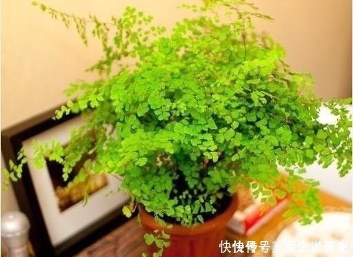 上当|6种耐阴花,养了“不上当”,室内百搭盆栽,摆在角落也爆盆!