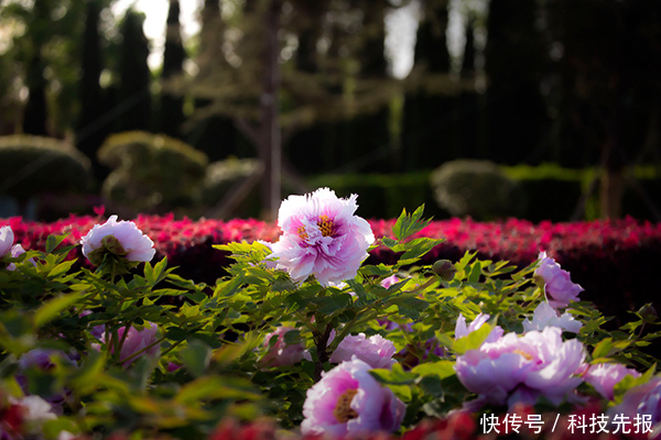 砥砺|龙池牡丹王封,以花为媒,不负众望,砥砺前行