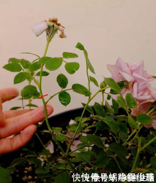 残花梗|月季开完花,这样一处理,2周以后花芽“嘟嘟冒”,花朵开爆
