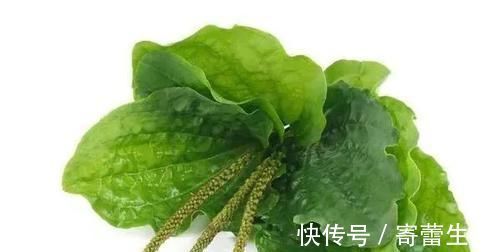 车前草|车前草,除了祛痰止咳,还有4种重要功效,最适合中老年人喝!