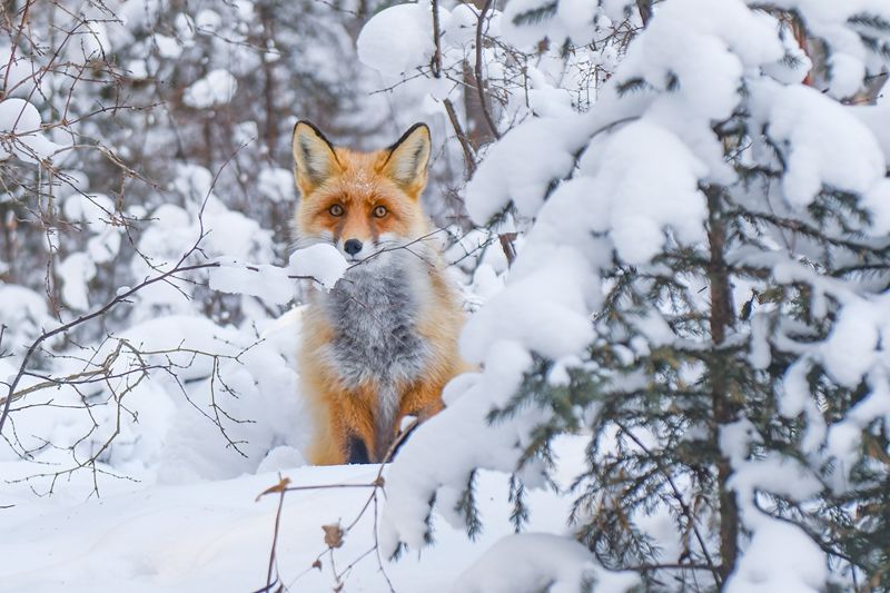 老年|大片来袭！雪季的喀纳斯，带你领略新疆童话般的冰雪世界