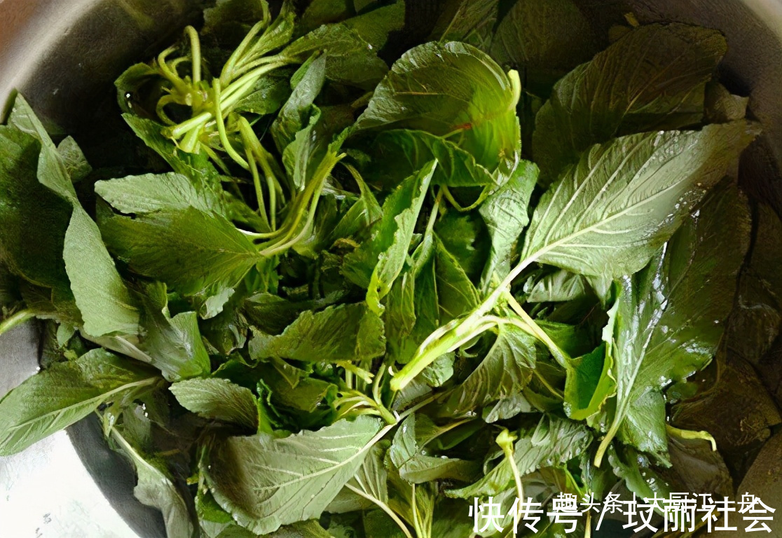 浑身|农村的这种野菜浑身都是宝，可惜很多人当草，夏季多吃一些防上火