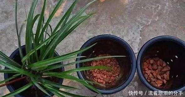 冬天出门“溜一圈”，看到“它们”捡回家，全都是养花宝贝！