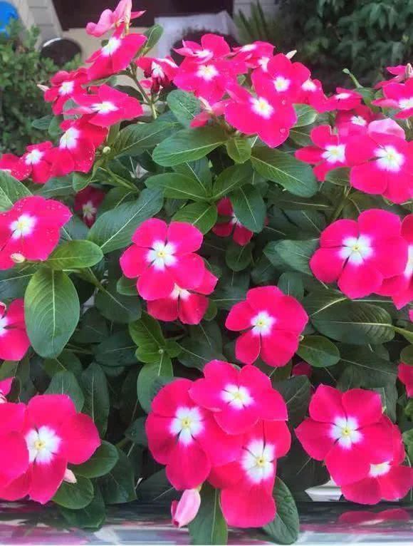 5种花现在插土里,下个月就开花,再热也不怕,别错过了