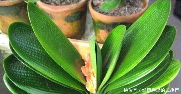 施肥|我把盆栽君子兰养成这样,好心疼,老婆只用3天将它变黑绿发亮!