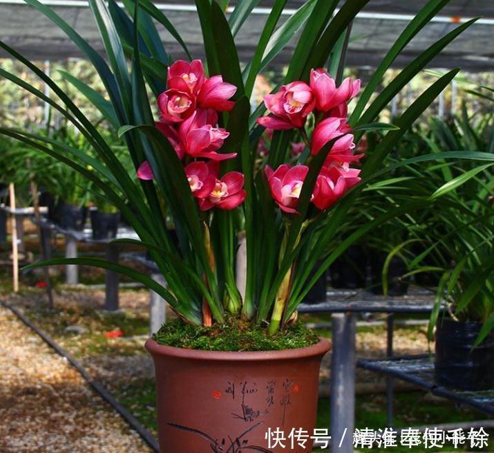 被誉为开花机器的“大将军”,艳丽红花,醇正兰香,上盆优雅大气