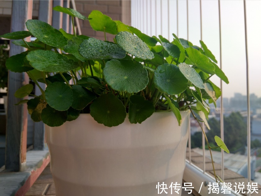 铜钱草开花是坏事剃个大光头，一个月后再次爆盆，叶片比拳头大