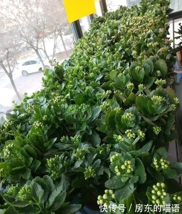 仙人球|5种“漂亮花”，喜欢毒日头，晒晒太阳，直接爆花快