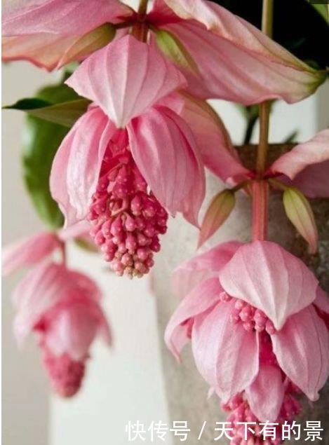 3种花养家里,花开富贵华丽,多姿多彩,南北方都可养!
