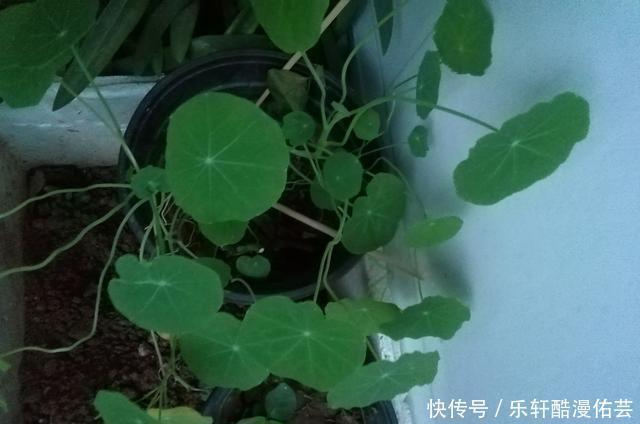 金丝荷叶花。不开花,看叶子也挺好看的