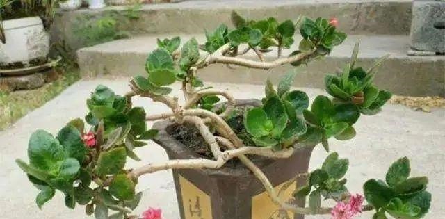 花苗越老越值钱这5种花的老桩,买了就上当