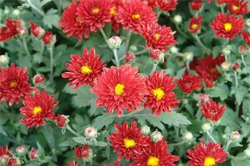 阳台|养花试试这几款，叶片四季常绿，轻松打造阳台小花园