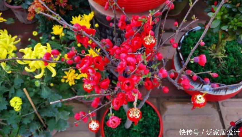 长寿冠海棠花,高颜值老桩盆景!打理好这些开花早又多