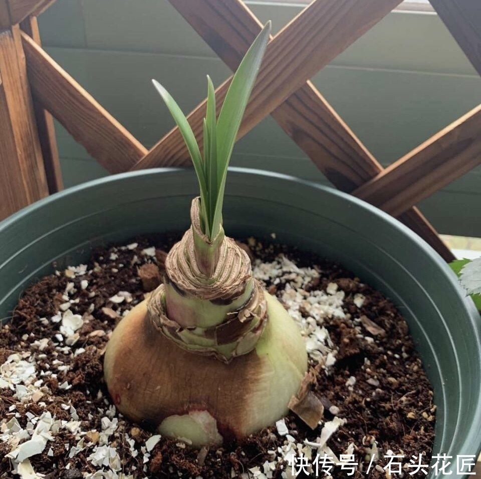 顶红种球|朱顶红栽了1个月了,没根、没叶也正常,做对3点,过年后就开花