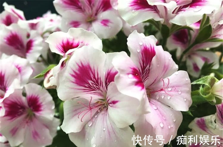 养天竺葵,常做1个小动作,叶片油绿发亮,开花红艳艳,爆花成球