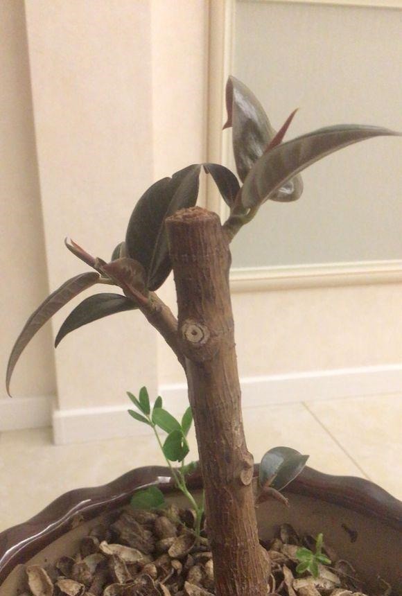 橡皮树,一刀剪得光秃秃,这样养护,起死回生冒新枝!