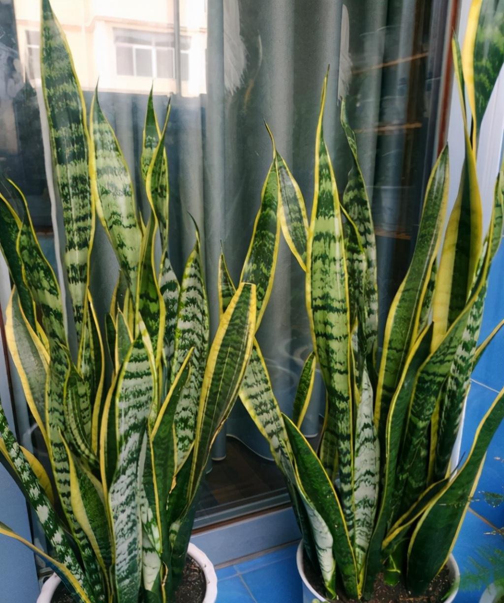 发财树|冬天的6种室内盆栽,“懒养”最合适,“勤养”反而容易出问题