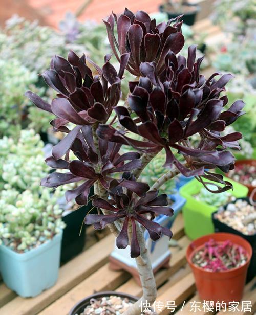 法师|多肉黑法师如何通过砍头一变多