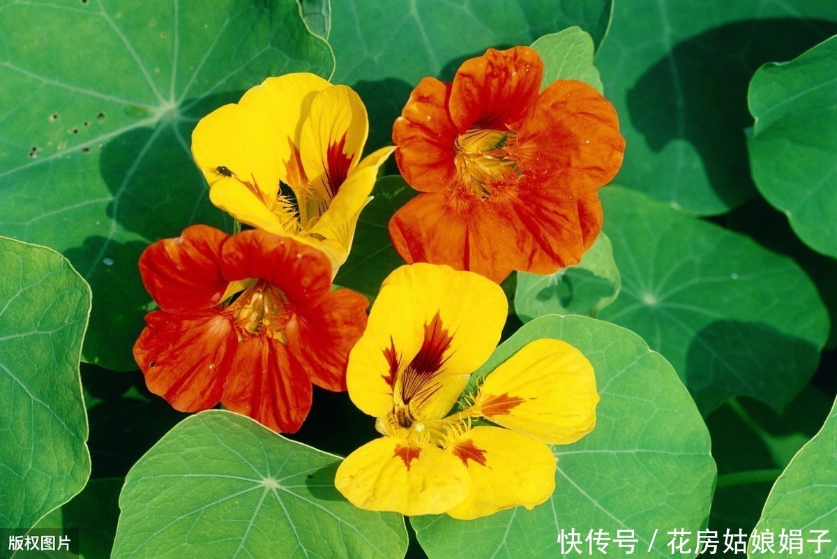 缠绕攀援的旱金莲四季开花,叶像碗莲,花如群蝶飞舞,满屋飘香