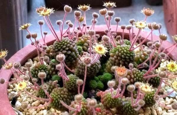 植株|这几种奶萌奶萌的治愈系小巧多肉,你家里有吗