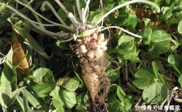 1种野草被称为“酸咪咪”，不仅能开花，还有“萝卜根”，珍贵！