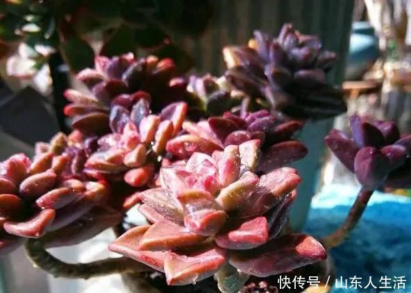 祝你好运|李大姐养多肉10多年,总结6个好品种,新手也能养成“漂亮老桩”