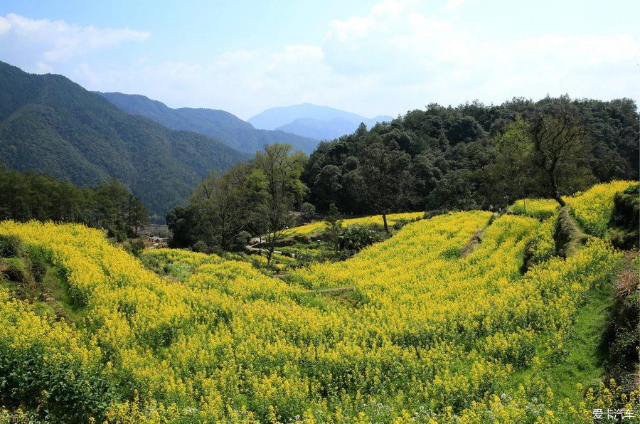 阳春三月，游婺源赏油菜花