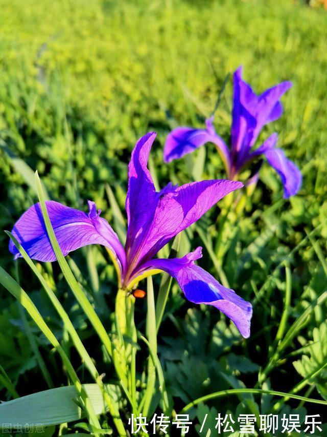 若有幸在路边看到马蔺花，请别犹豫，尽快移植回家，观赏价值高