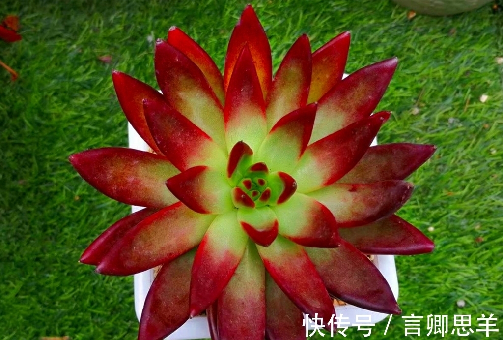 多肉|立秋以后，如果多肉还没从休眠中醒来，可以对它们做这些事