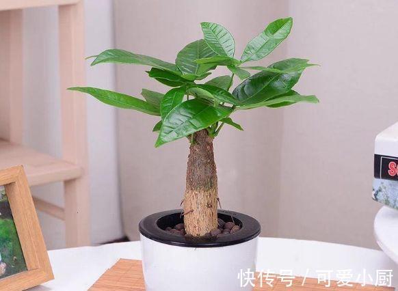 农历9月28日霜降后，养什么花？以下3种花，吉星高照富贵吉祥