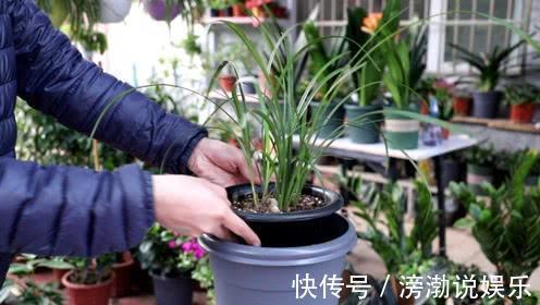花肥|养花有“门道”,简单实用花长得好,茂盛不烂根开花一茬一茬!