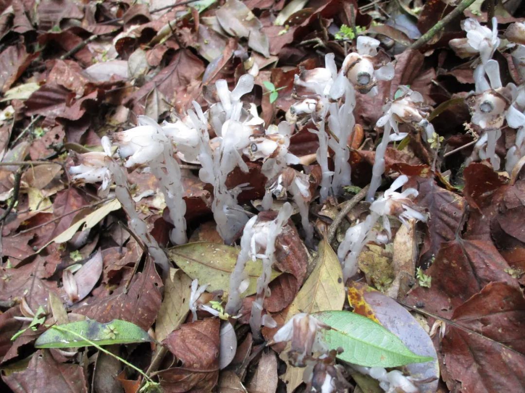 幽灵花|“幽灵花”！广东首次发现