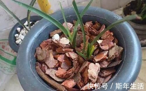 捡拾2种树皮回来养花,花盆里埋1点,不烂根、不黄叶,长的旺