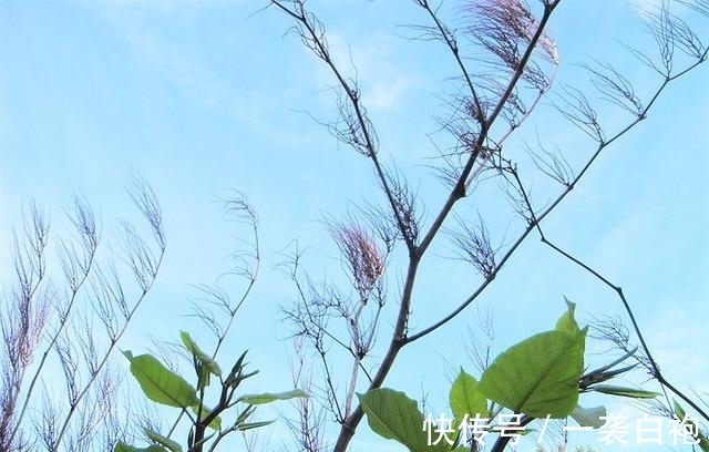 长大|房子边上看见这种草,赶紧连根拔掉,等长大就麻烦了