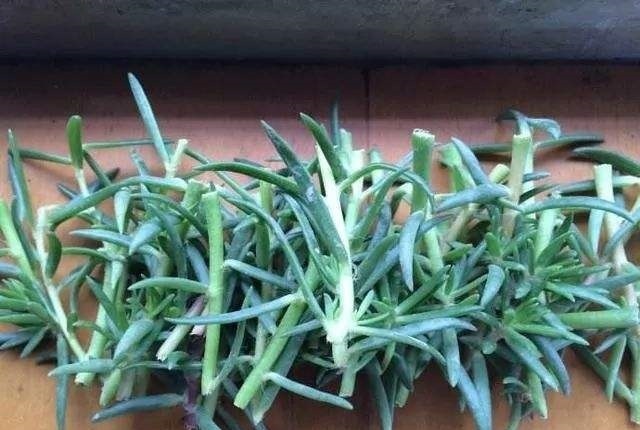 悄悄告诉你,此5种花,掐个叶就生根,懒人都能养开花