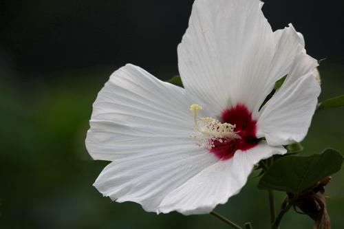 葵花朵|养花试试这几款，花大色艳，亭亭玉立，分外夺人眼球