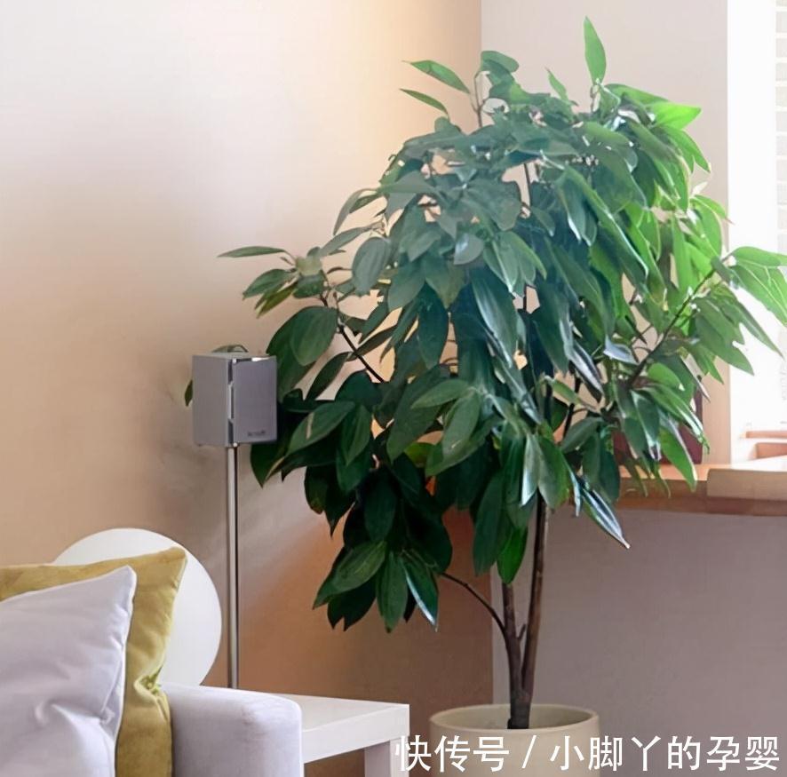 客厅见树,家兴人旺!6种吉利树,好养寓意好,还能养身体