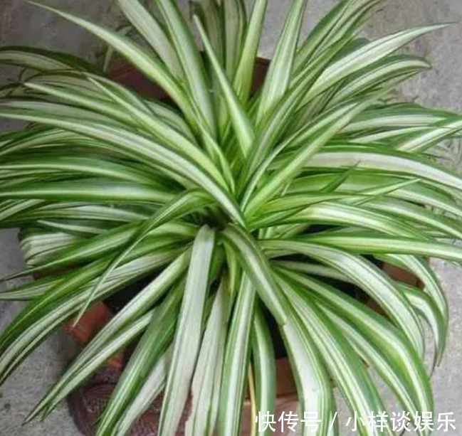 “3种花”养家里，专吸室内“细菌和病毒” ，空气清新，养人漂亮