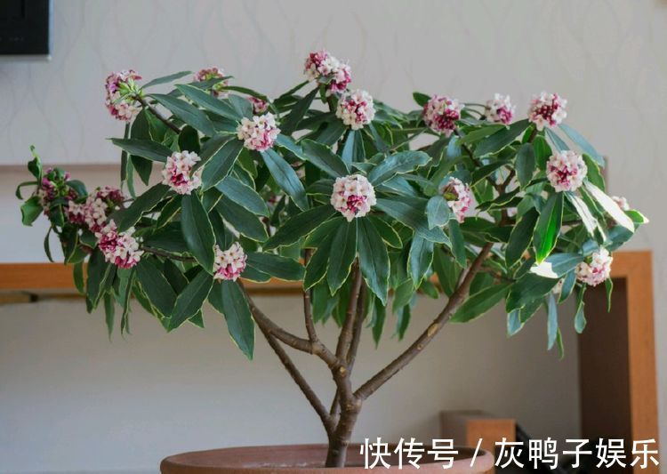 喜欢养花,不如养盆翠菊,花叶俱美,花形多样,还很好养