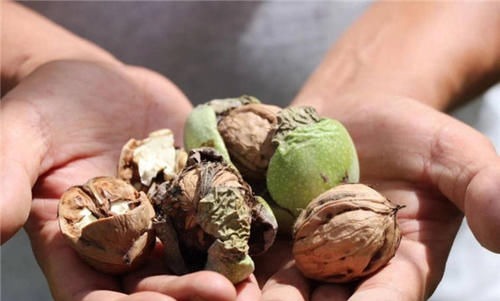 深海鱼|大脑最喜欢的食物排行榜，核桃只排到第四，常吃的下酒菜排第一